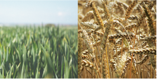 Grass fed vs. grain fed.